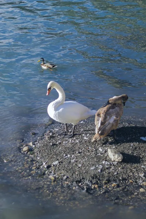 公寓 Una Civetta Sul Lago 阿莱盖 意大利